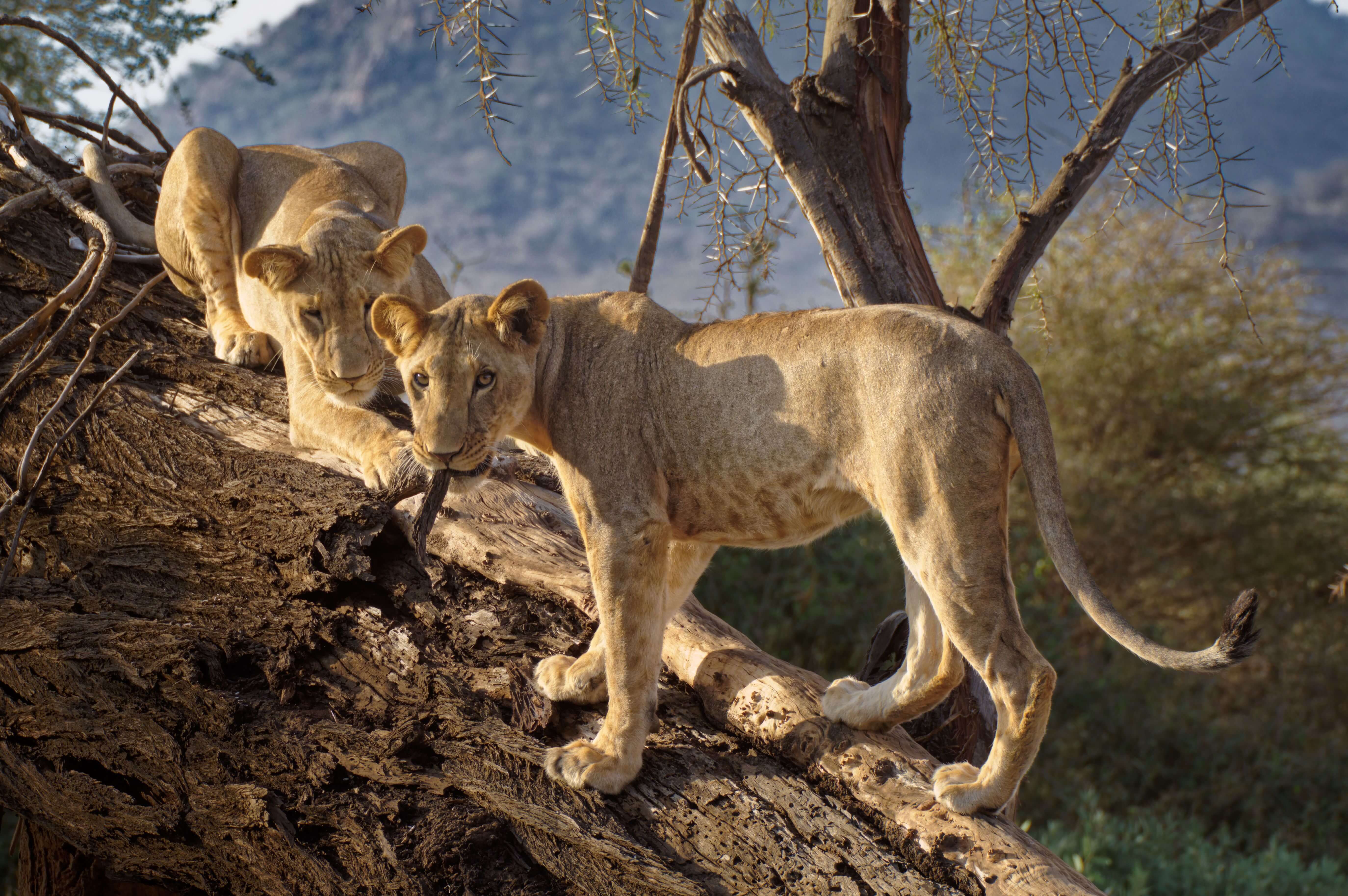 Lake Manyara National Park
