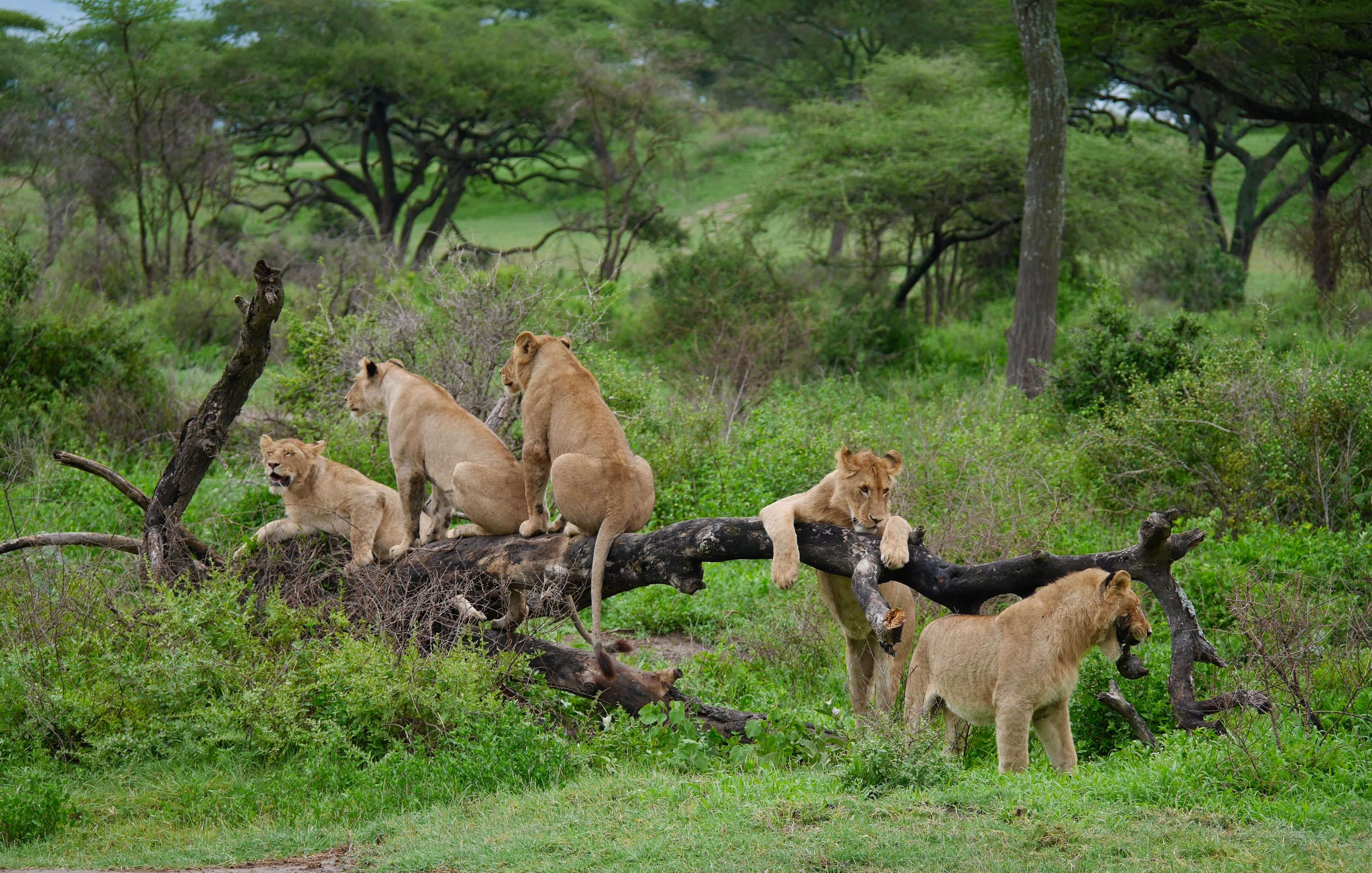Lake Manyara National Park