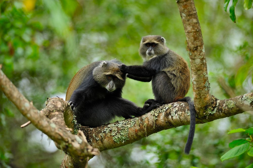Arusha National Park