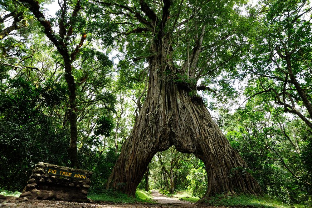 Arusha National Park