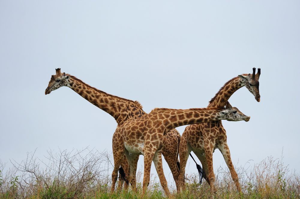 Arusha National Park