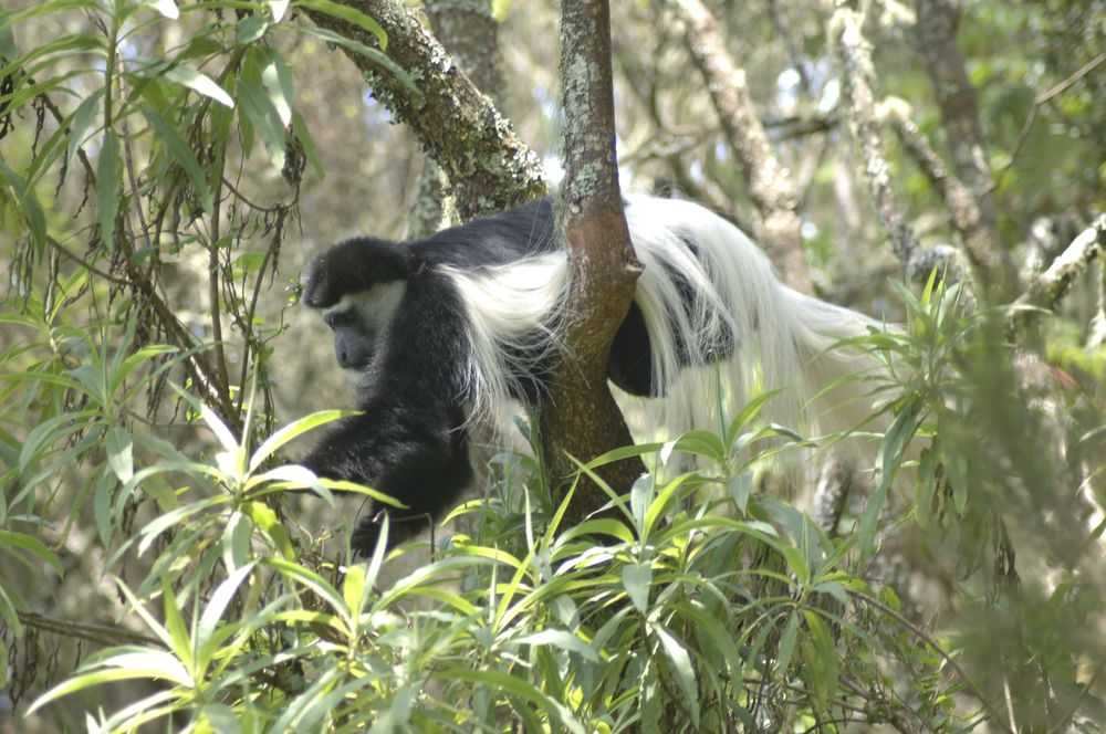 Mount Kilimanjaro National Park