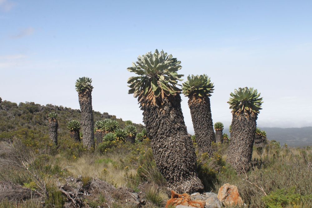 Mount Kilimanjaro National Park