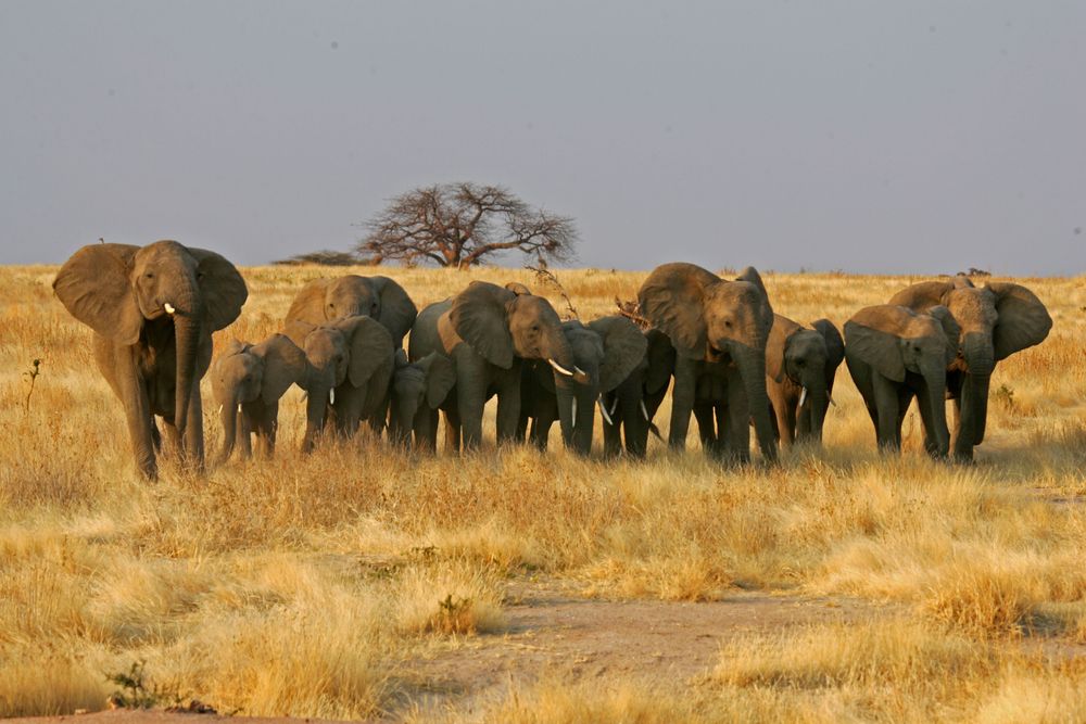 Ruaha National Park national park