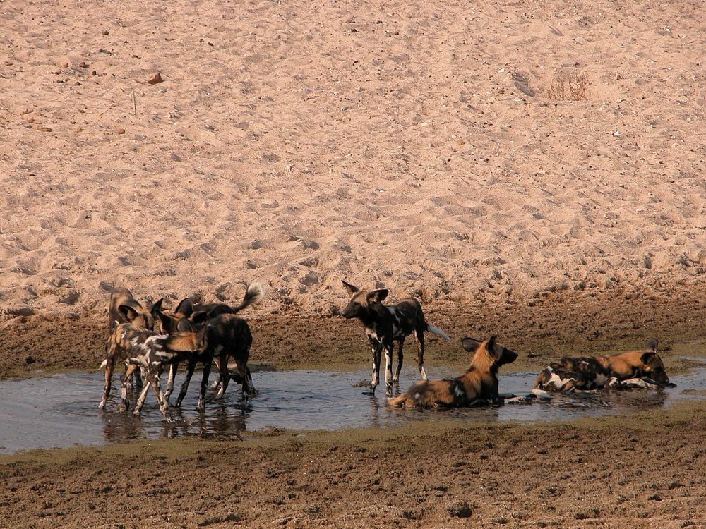 Ruaha National Park