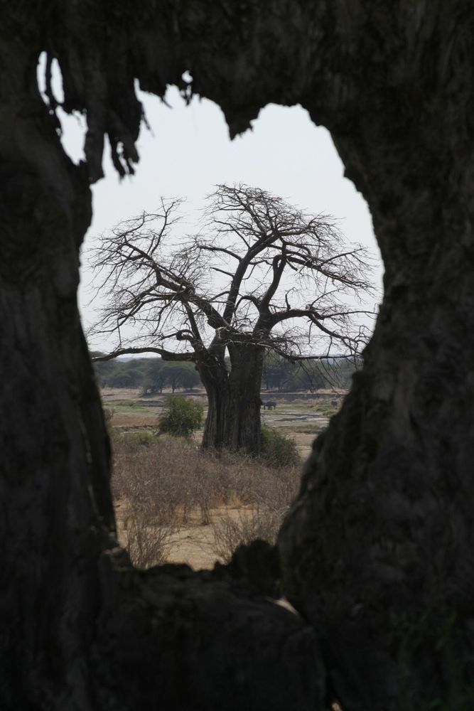 Ruaha National Park