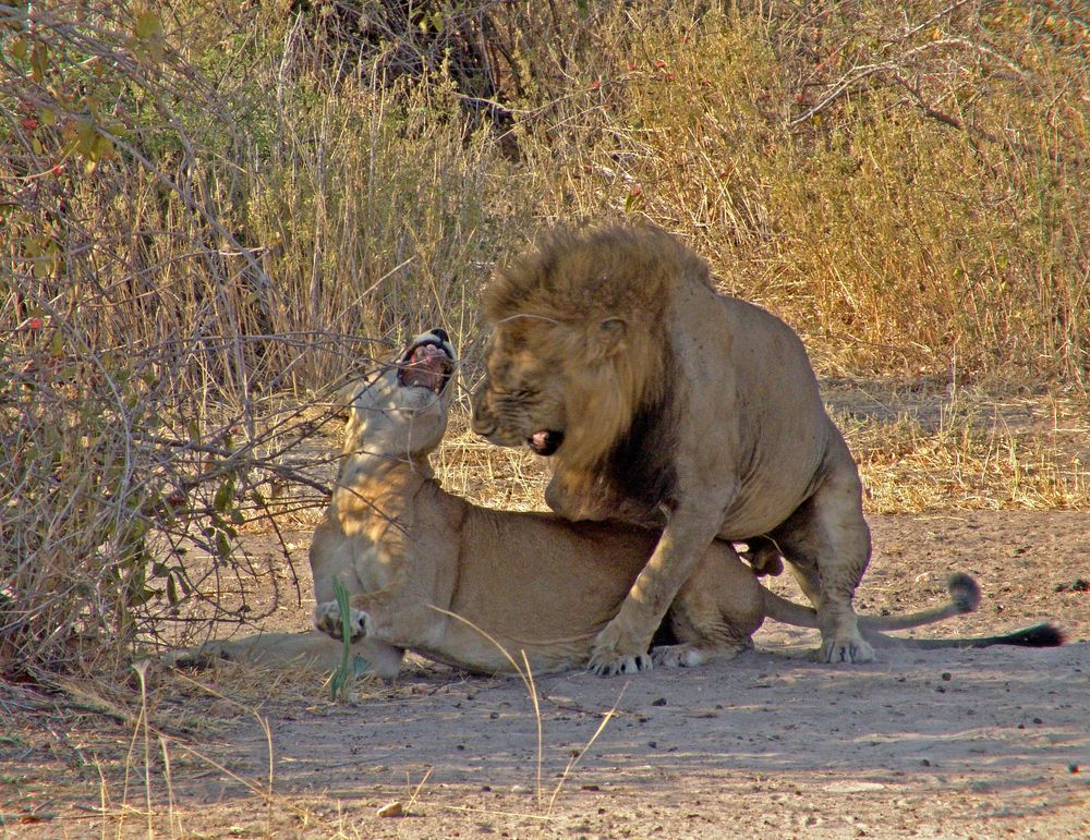 Ruaha National Park