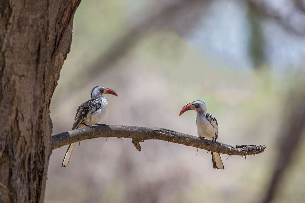 Ruaha National Park