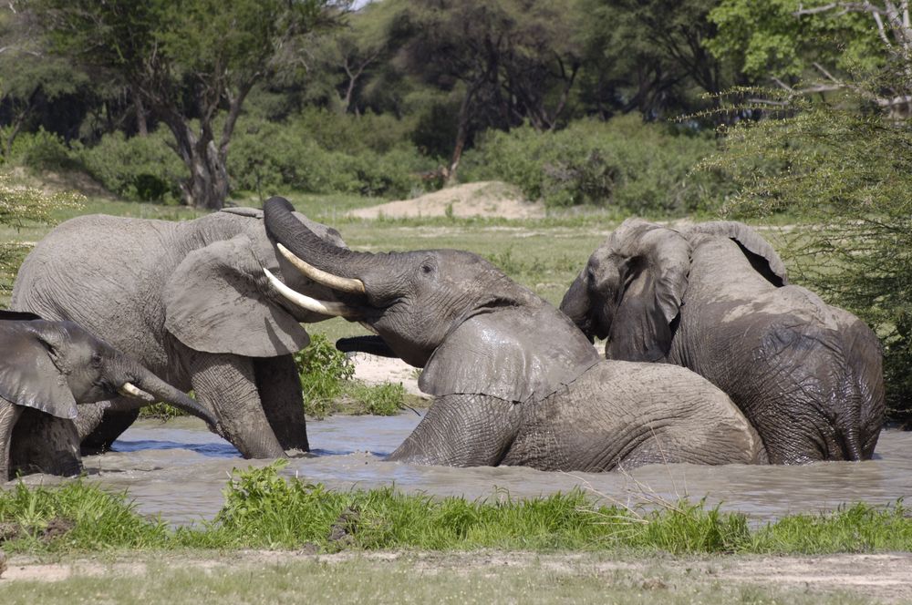 Ruaha National Park