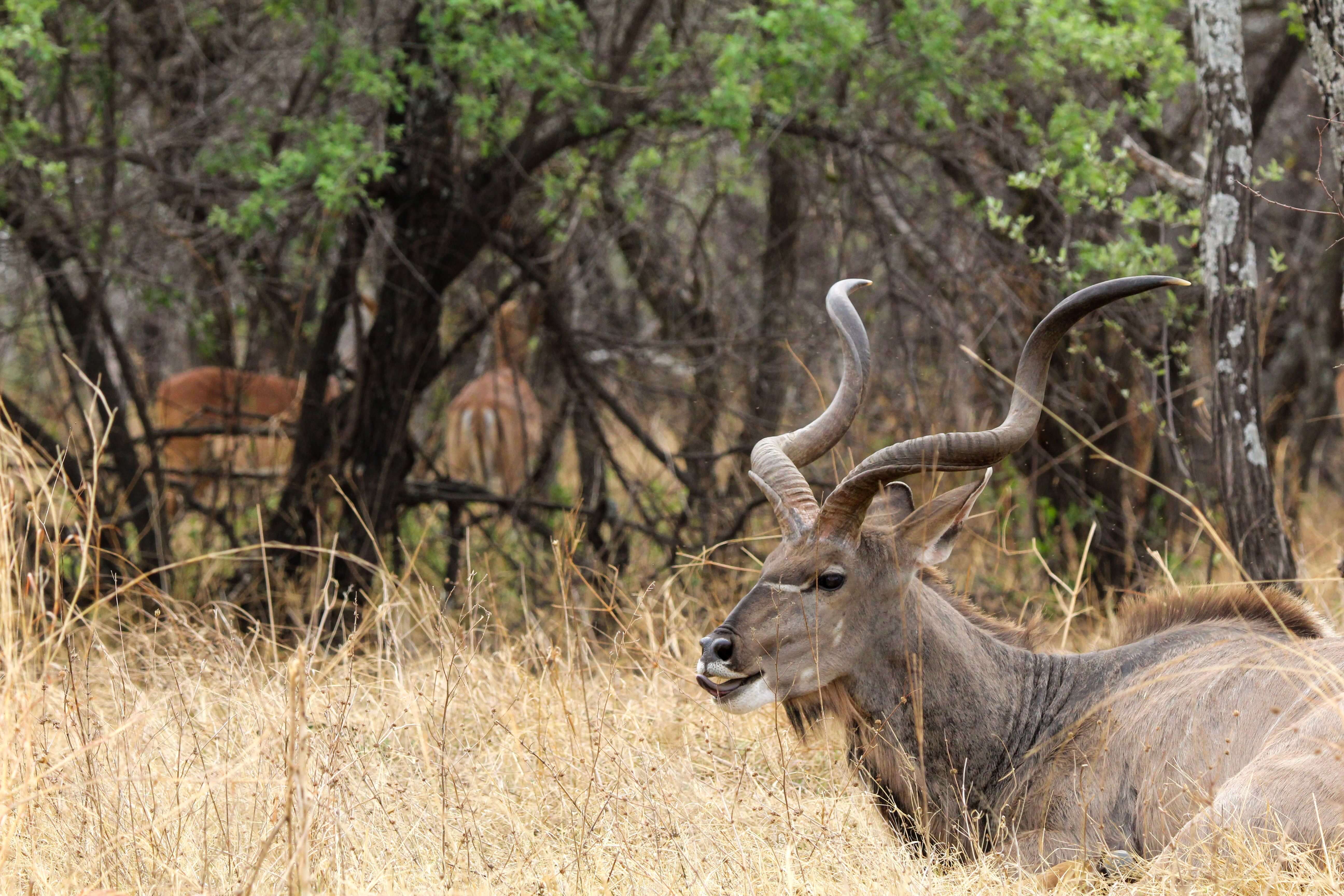 Ruaha National Park