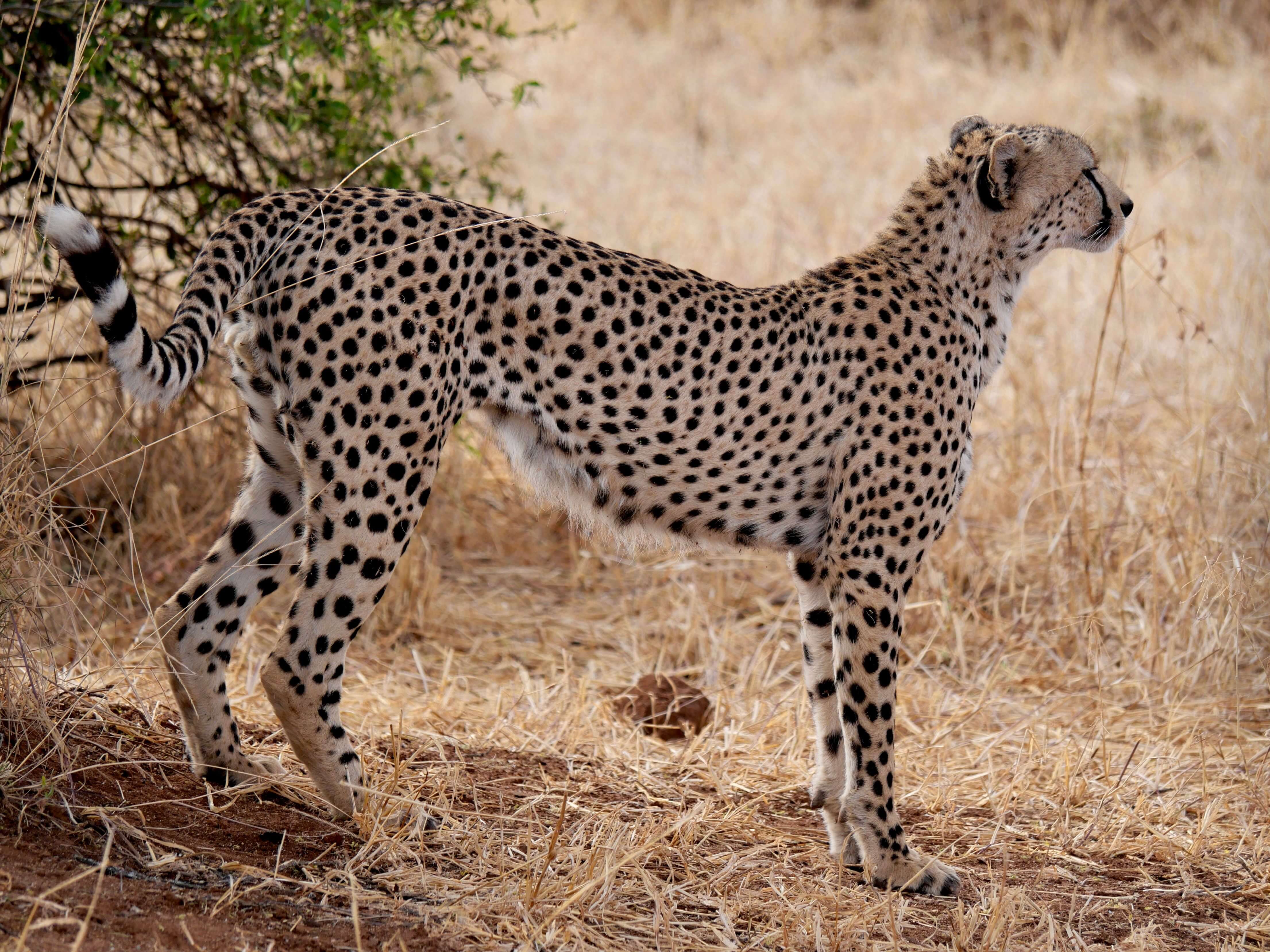 Ruaha National Park