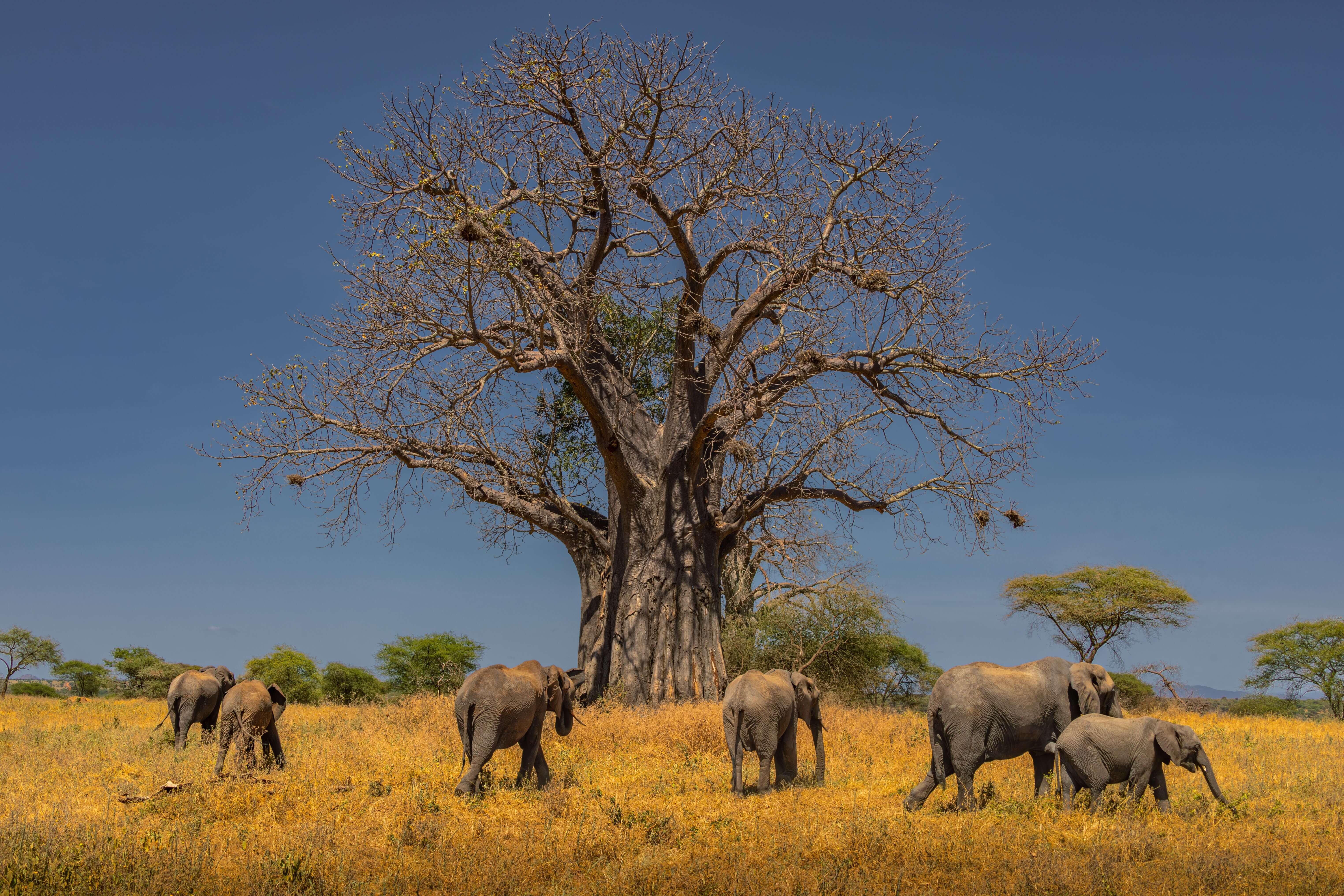 Ruaha National Park