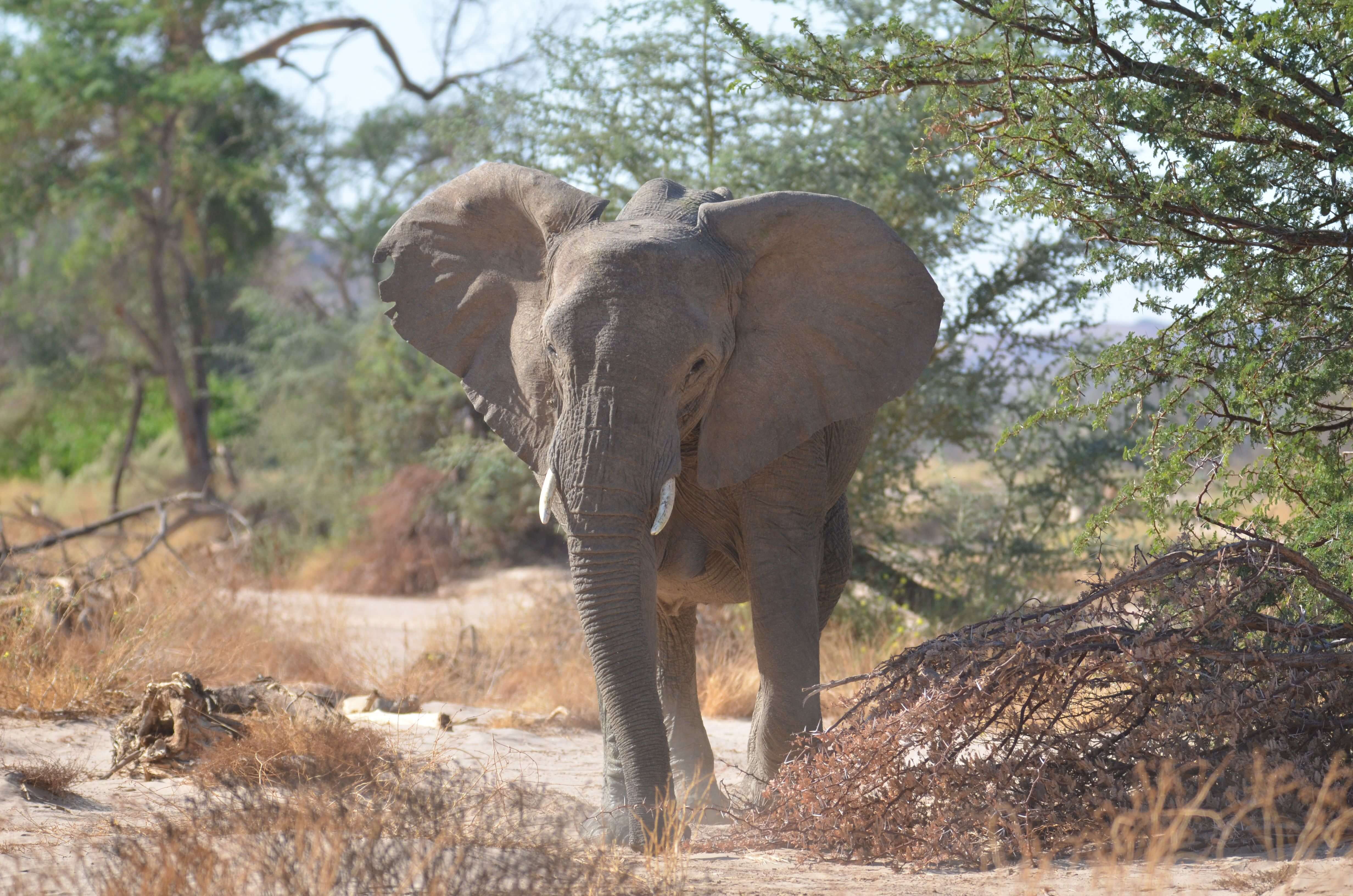 Ruaha National Park
