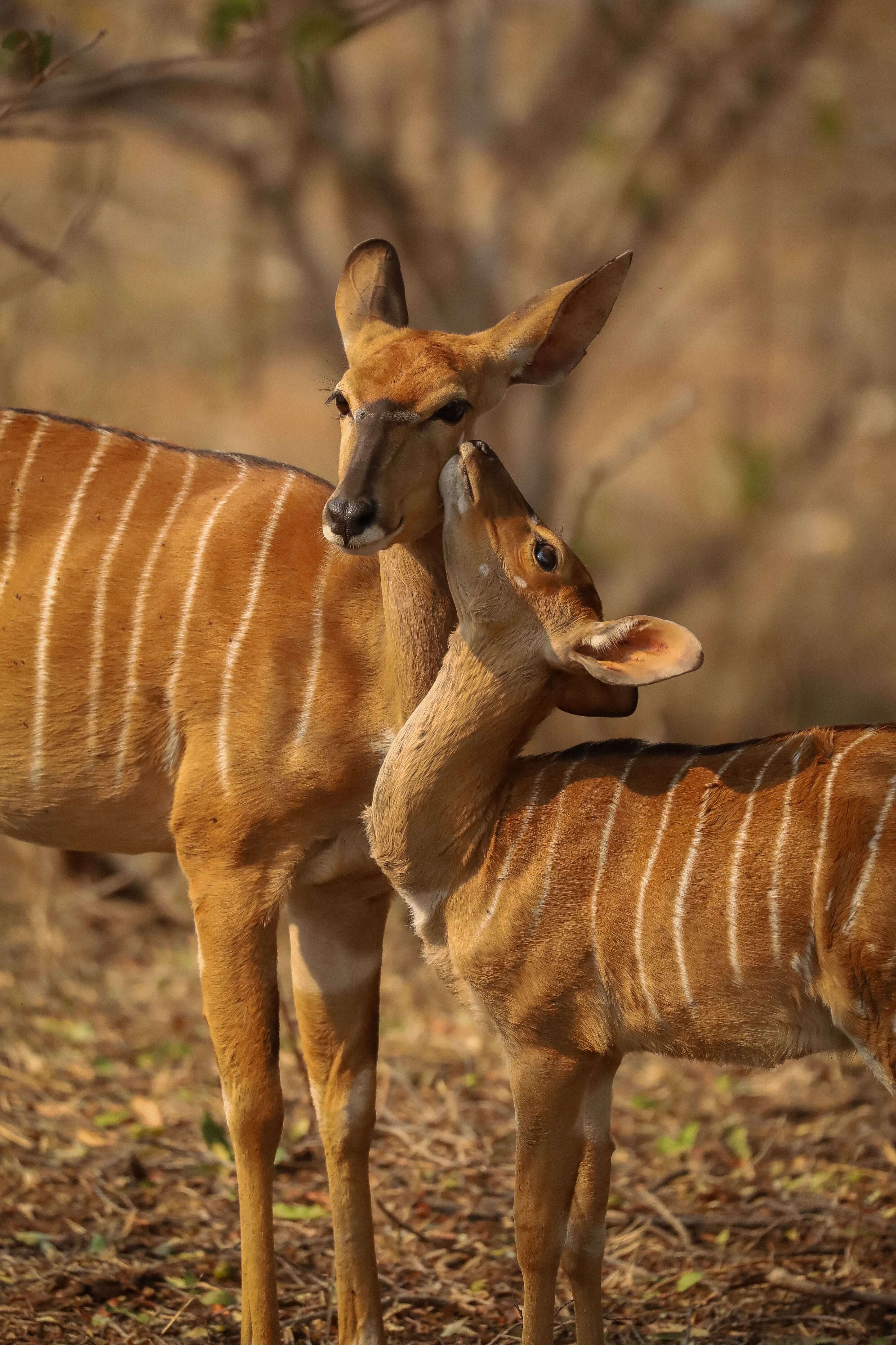 Ruaha National Park