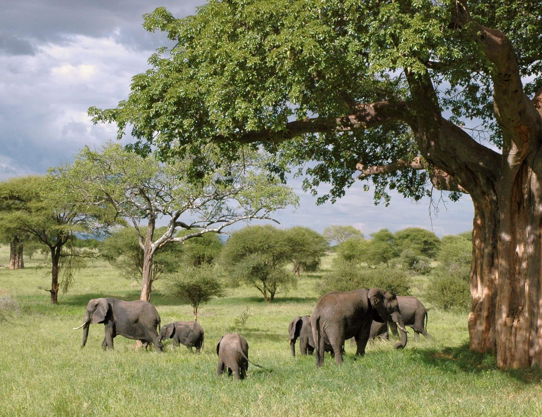 Ruaha National Park