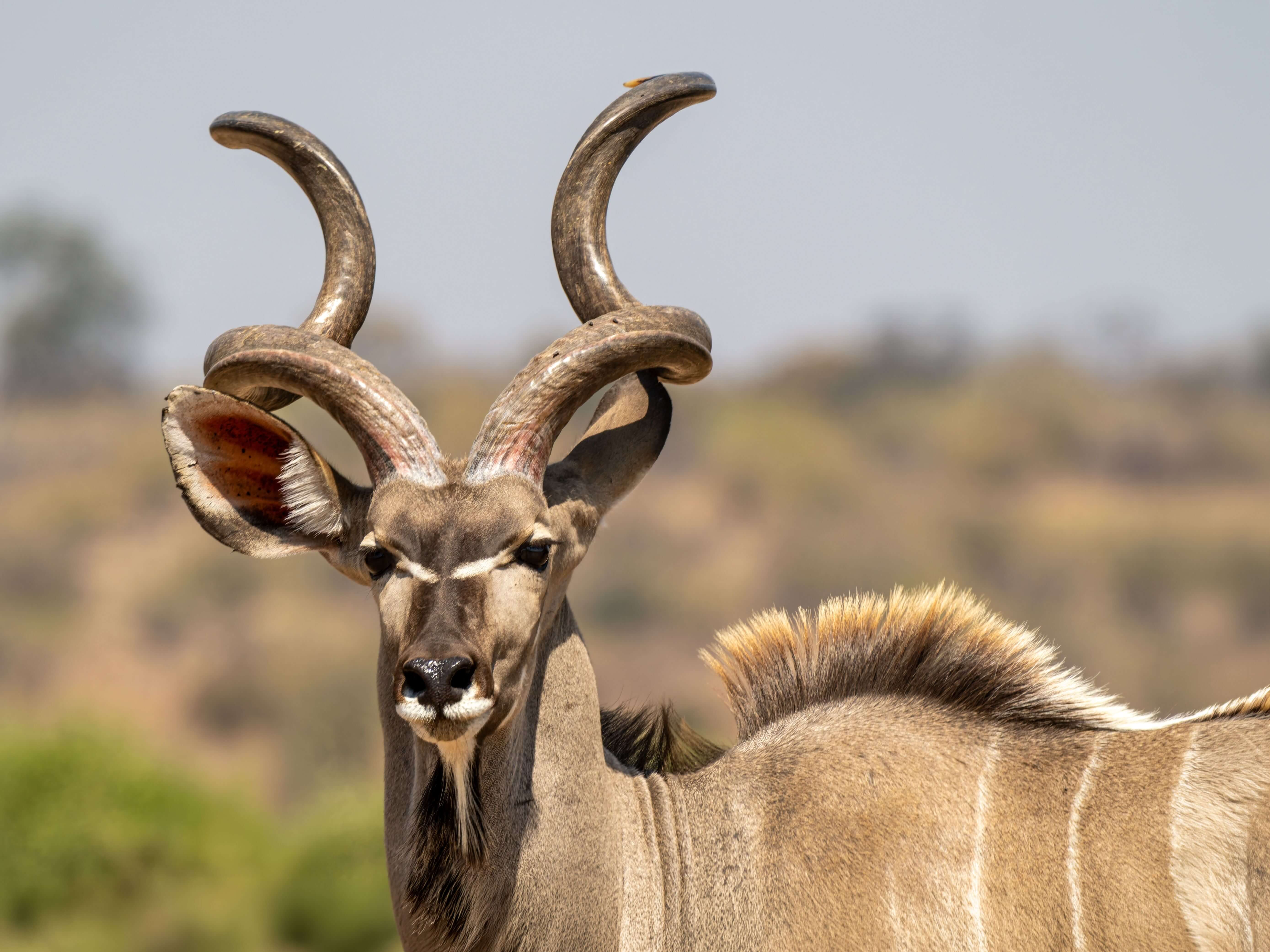 Ruaha National Park