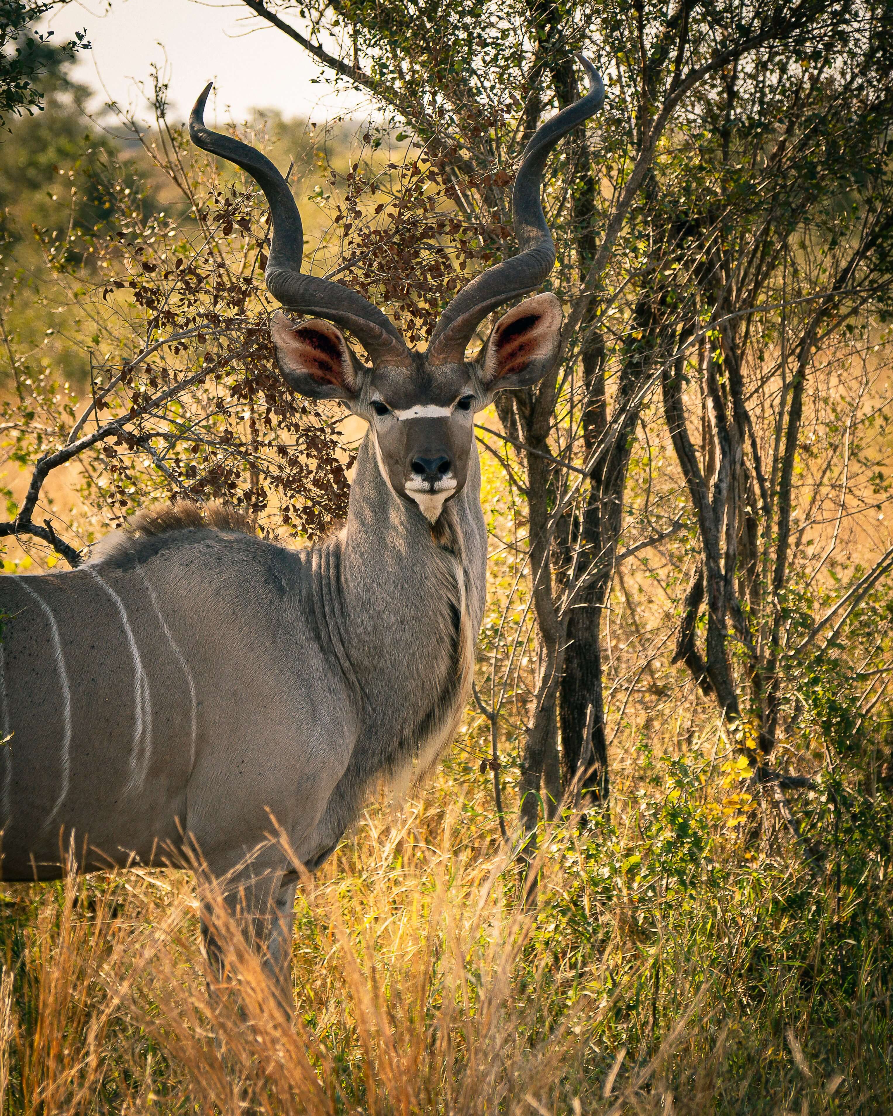 Ruaha National Park