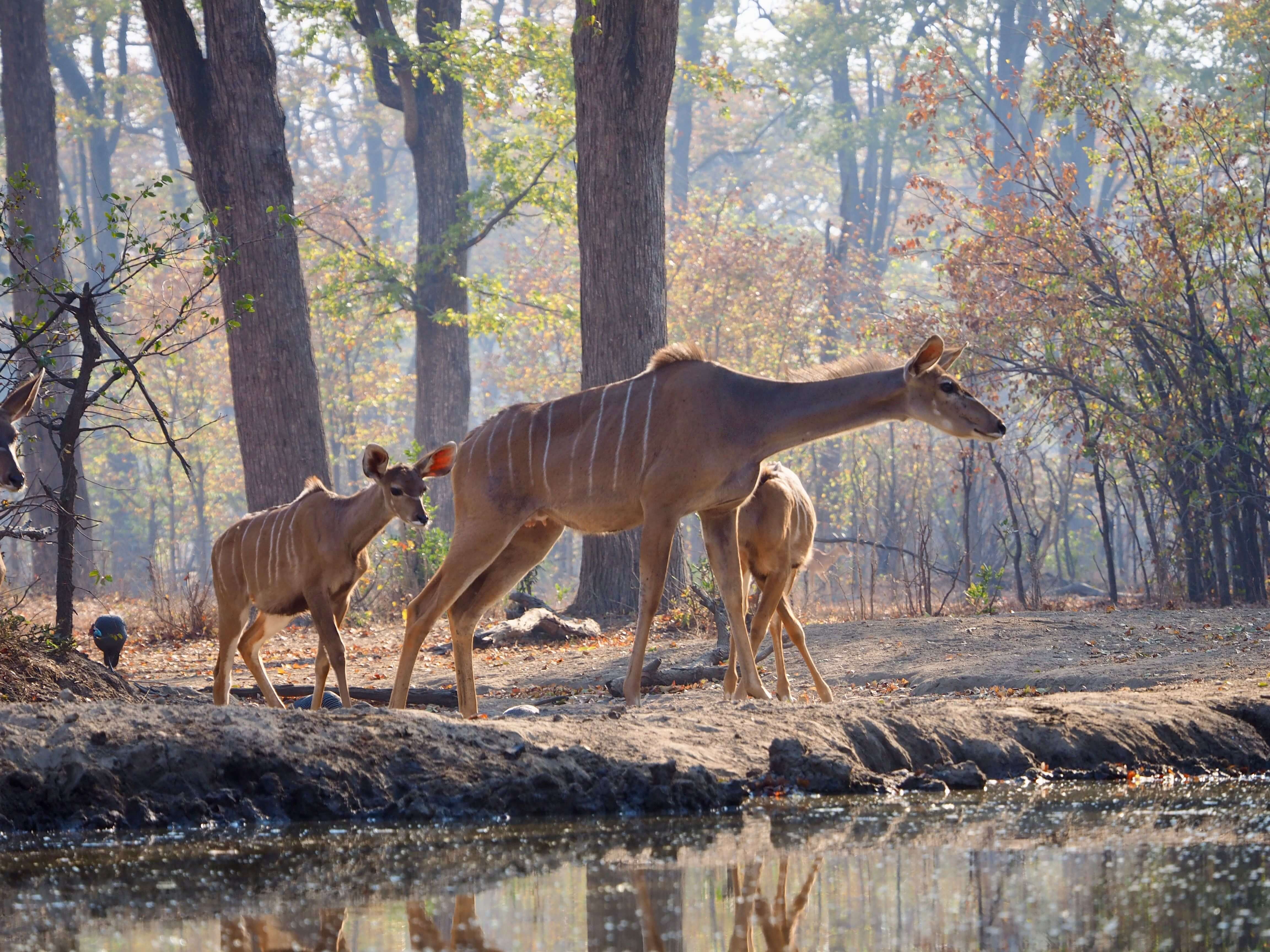 Ruaha National Park