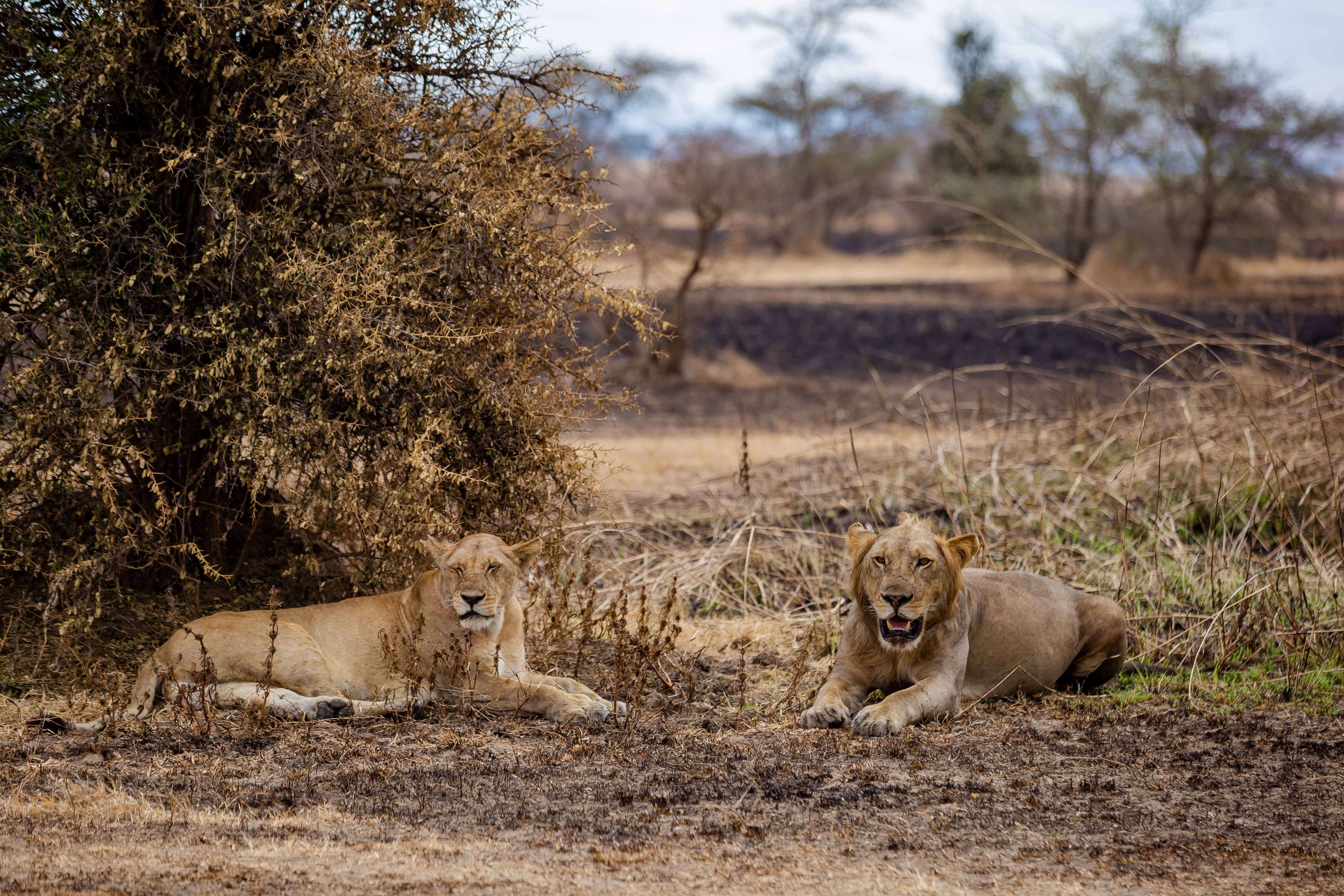 Ruaha National Park