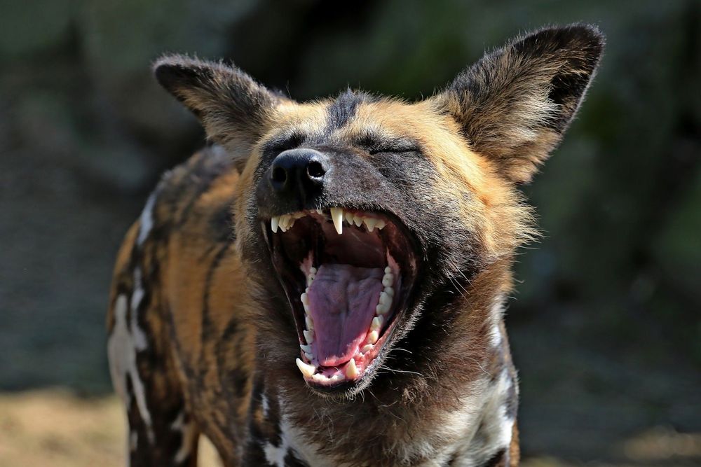 Nyerere National Park