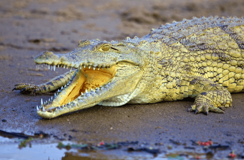 Nyerere National Park