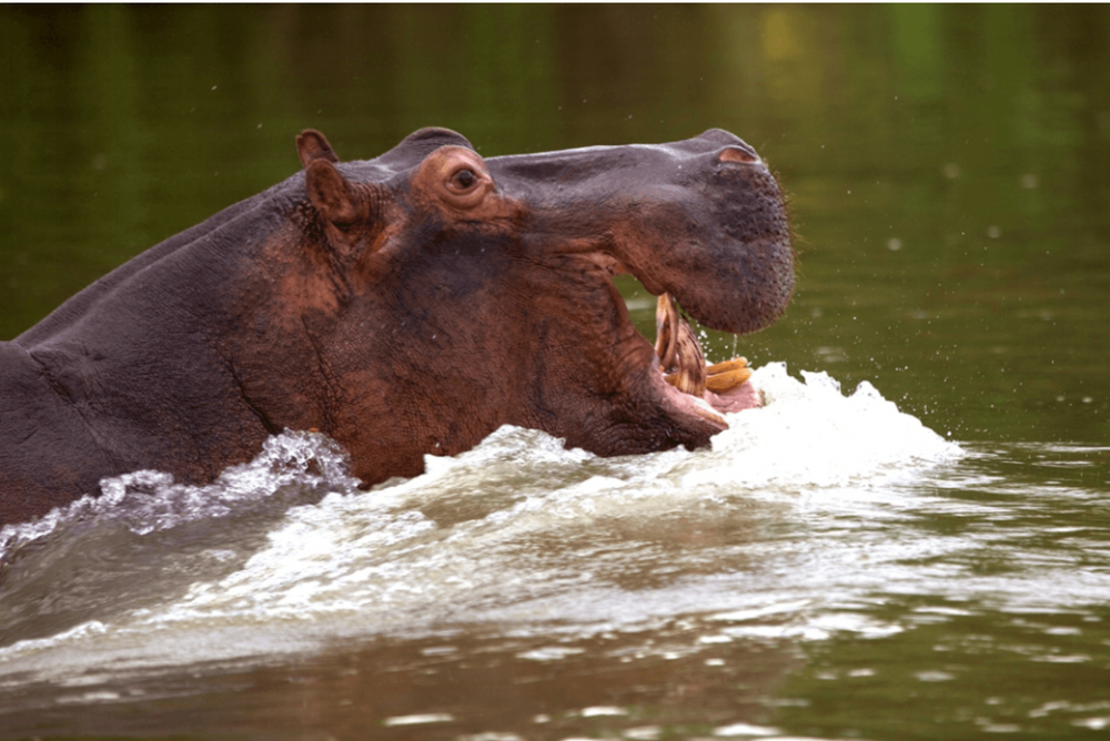 Nyerere National Park