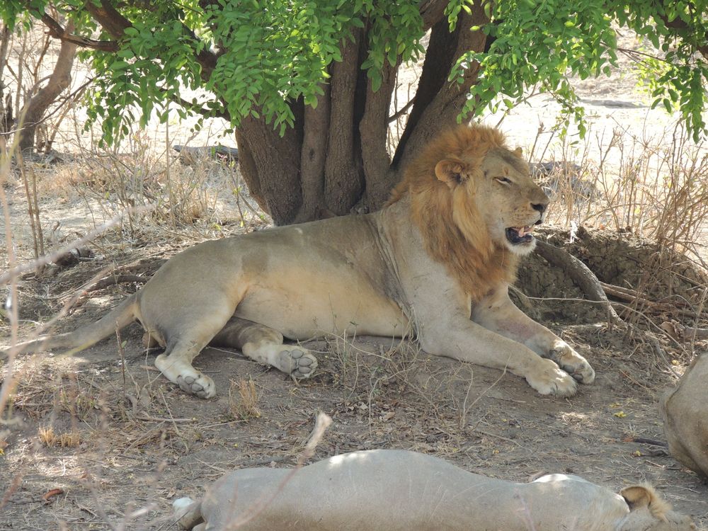 Nyerere National Park