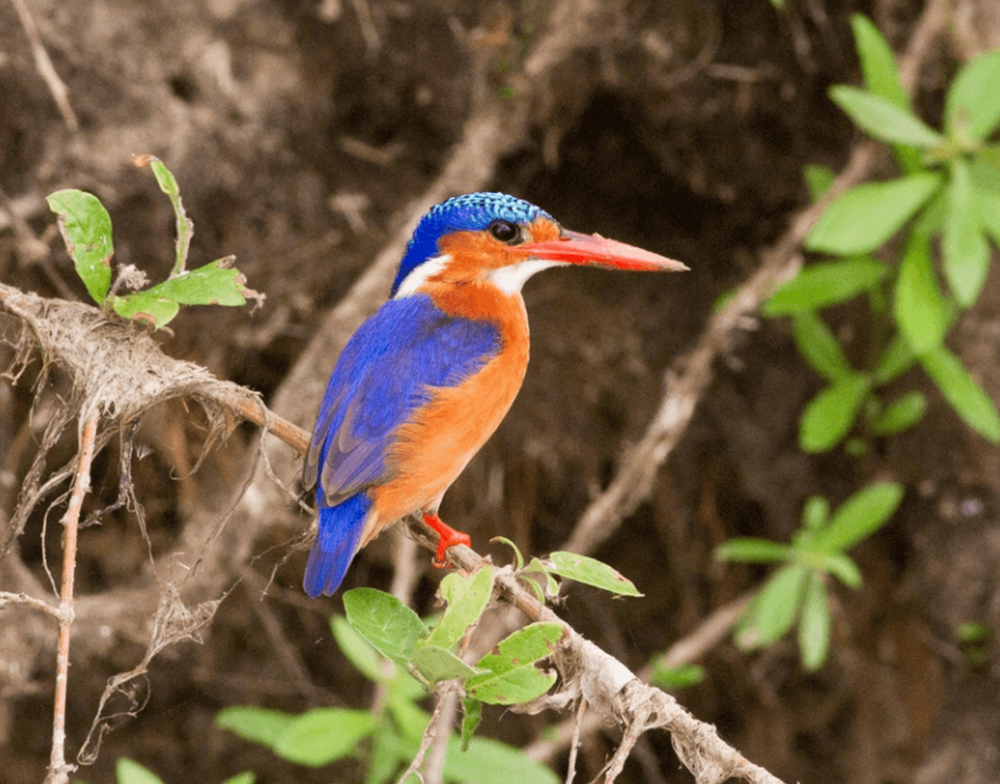 Nyerere National Park