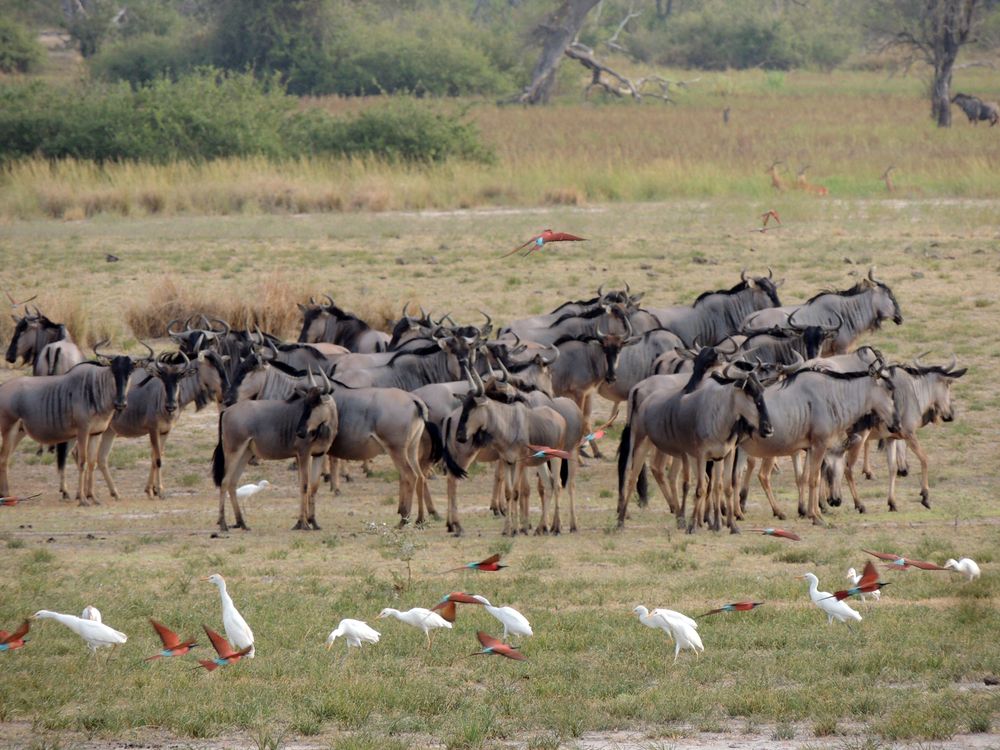 Nyerere National Park