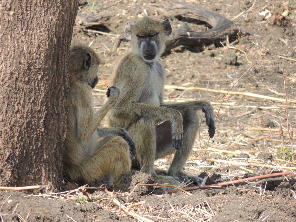 Nyerere National Park