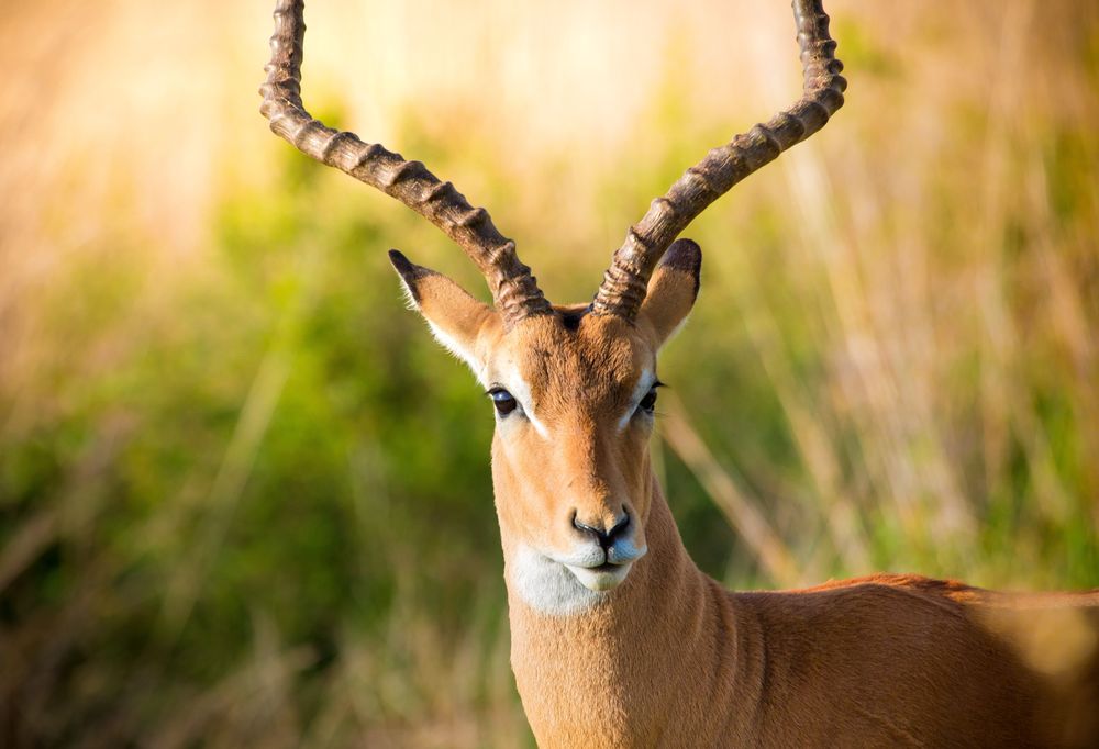 Mikumi National Park national park