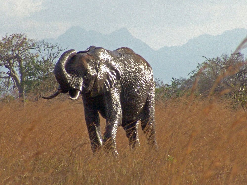 Mikumi National Park