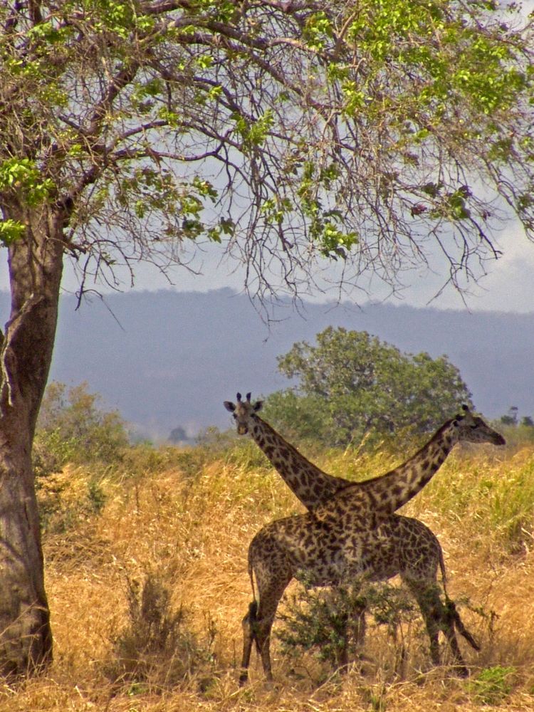Mikumi National Park