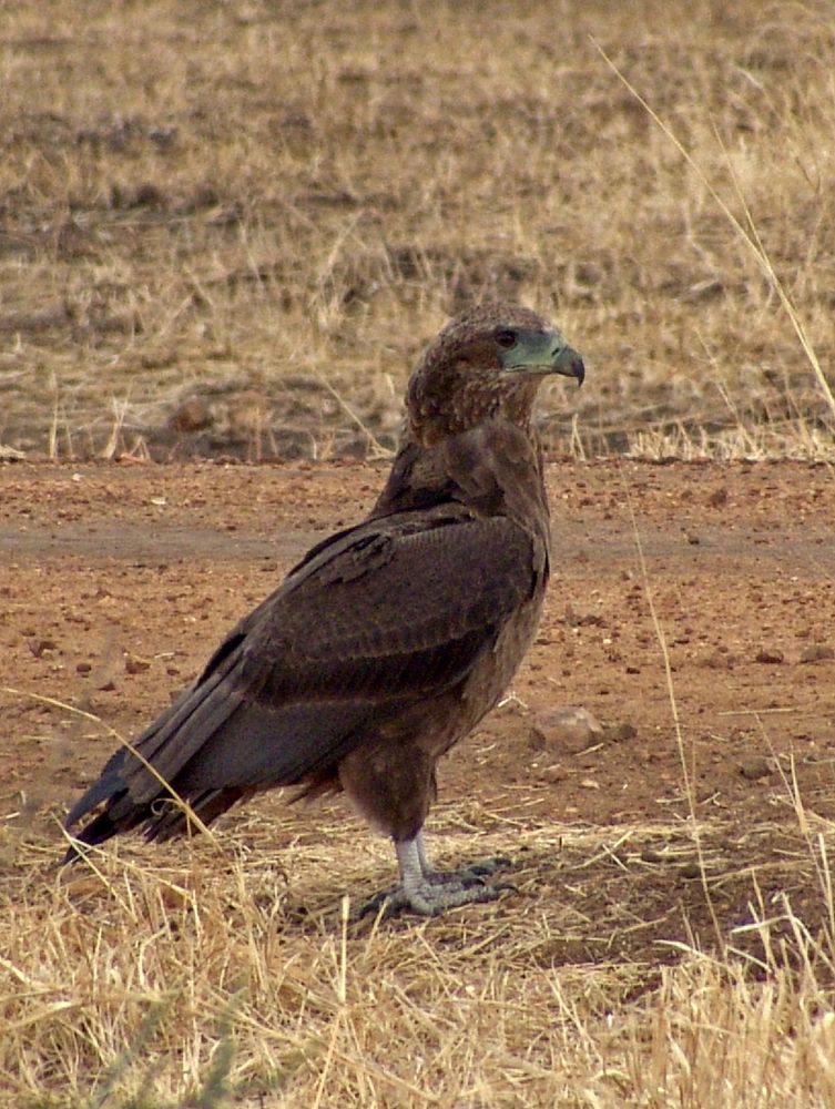 Mikumi National Park