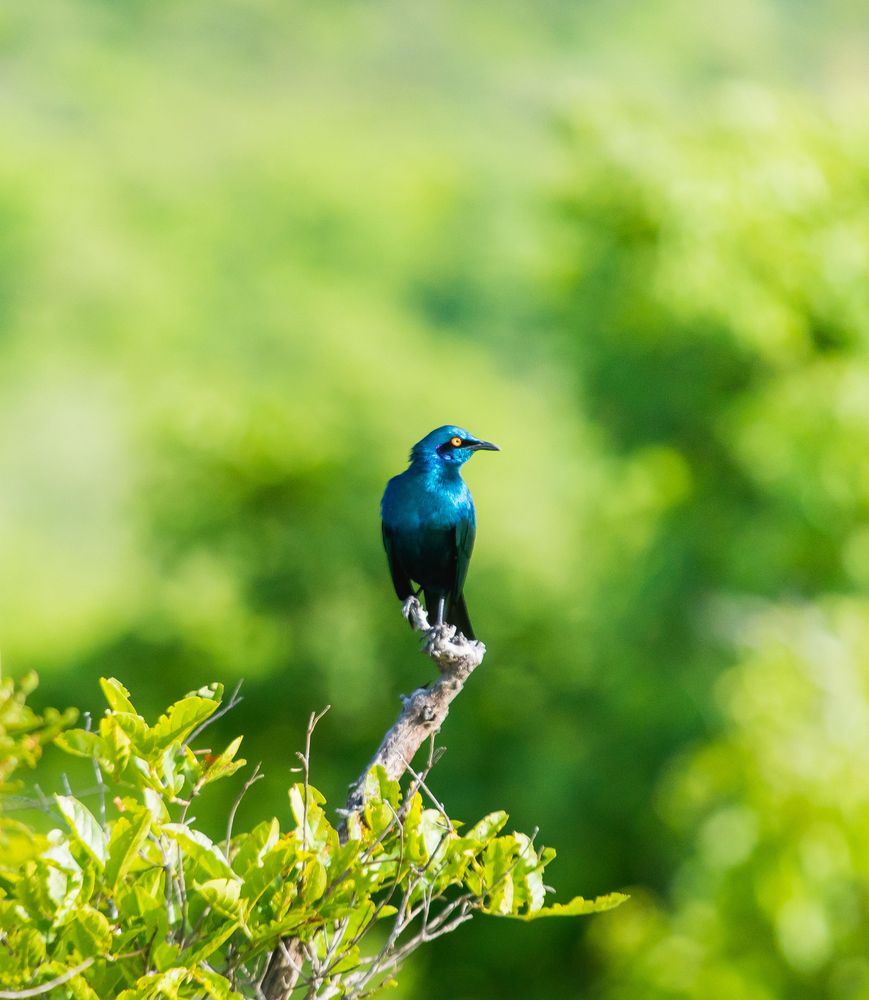 Mikumi National Park