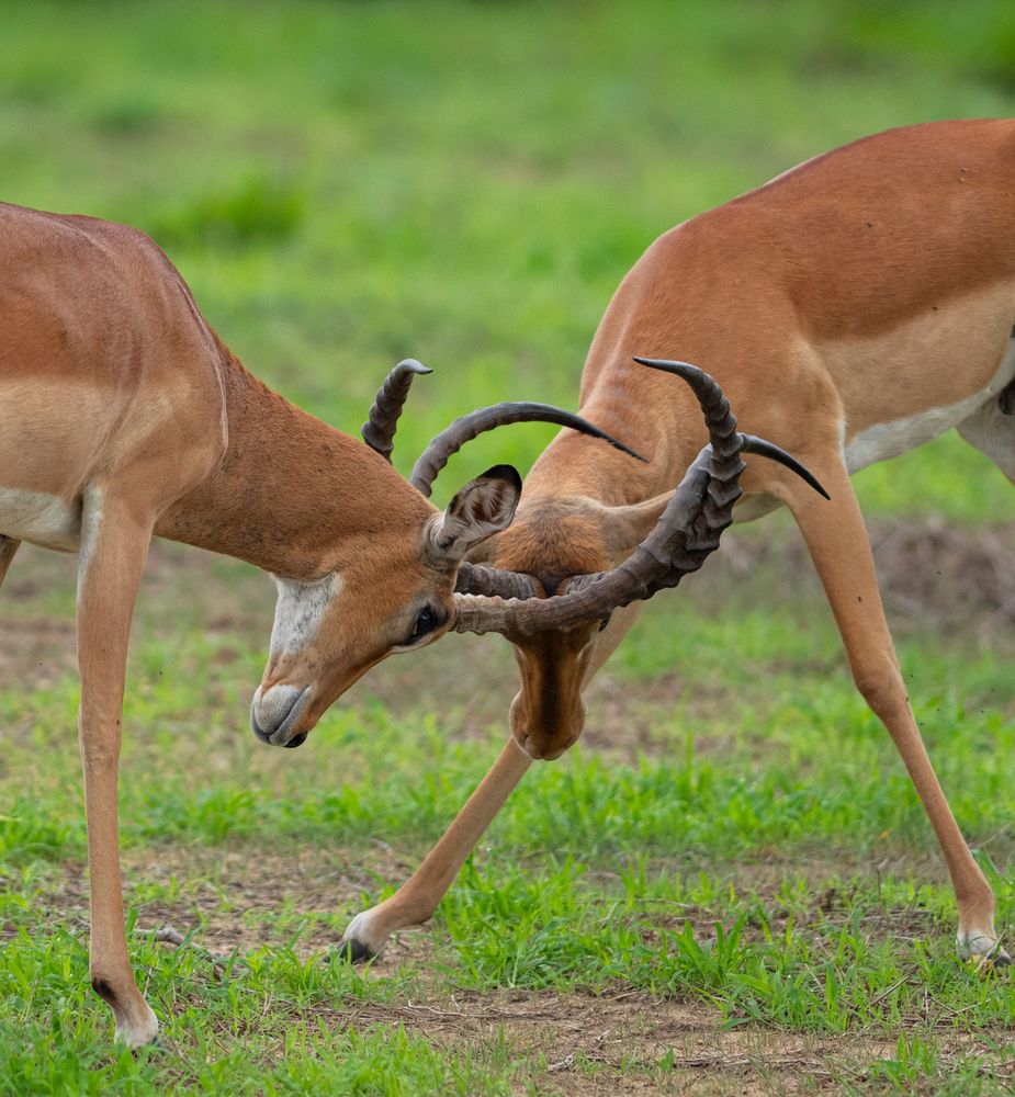Mikumi National Park