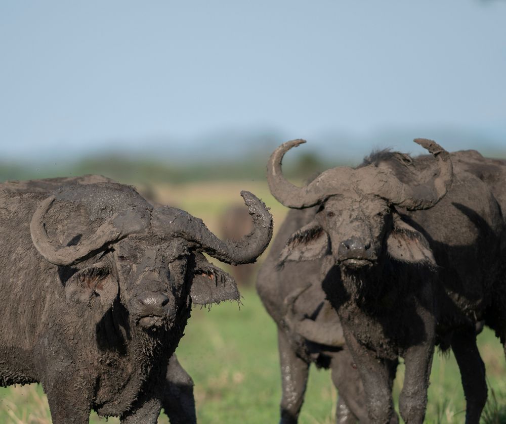 Mikumi National Park