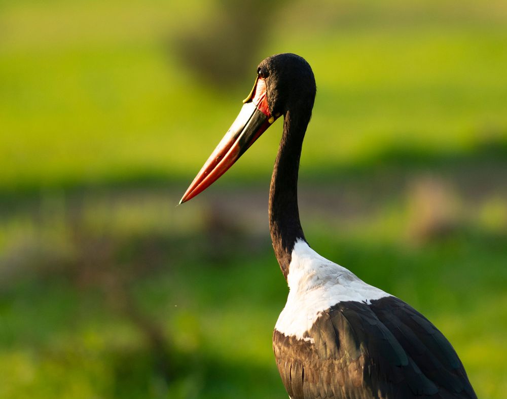 Mikumi National Park