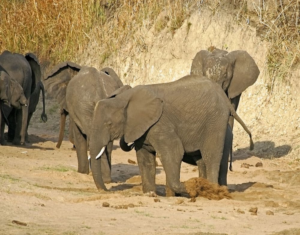 Katavi National Park