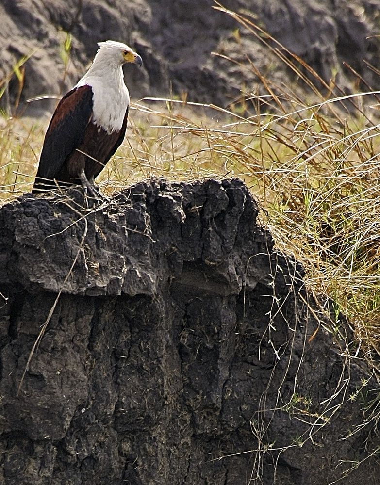 Katavi National Park