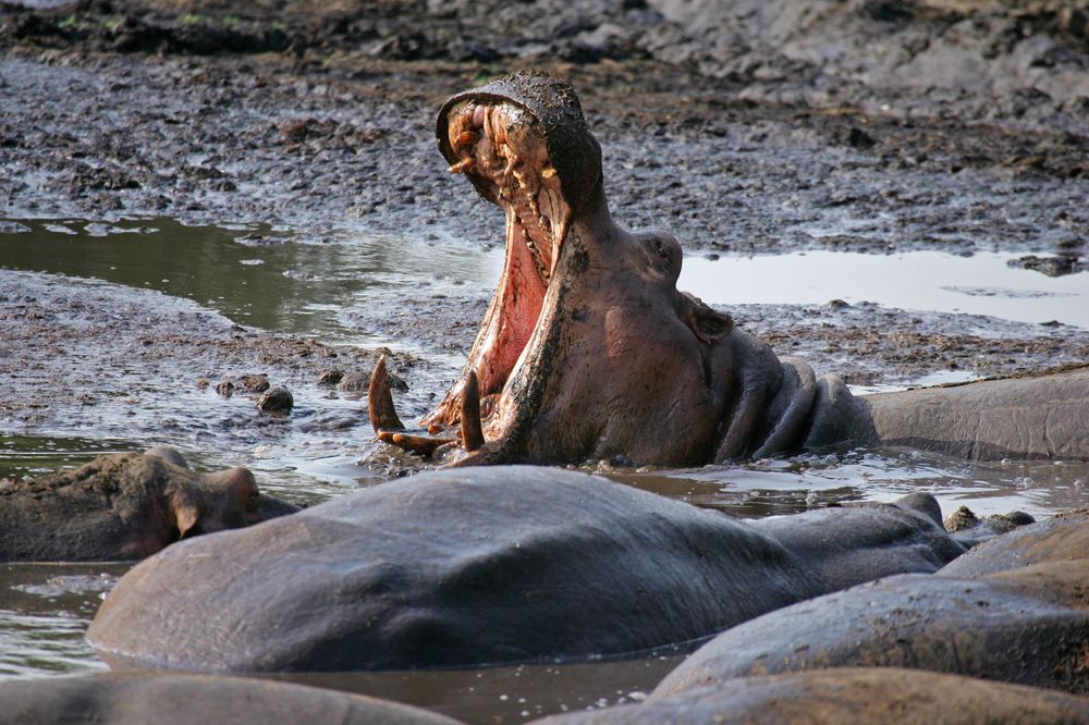 Katavi National Park