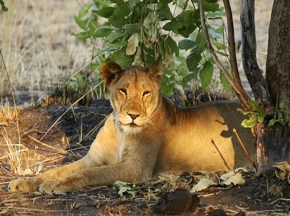 Katavi National Park