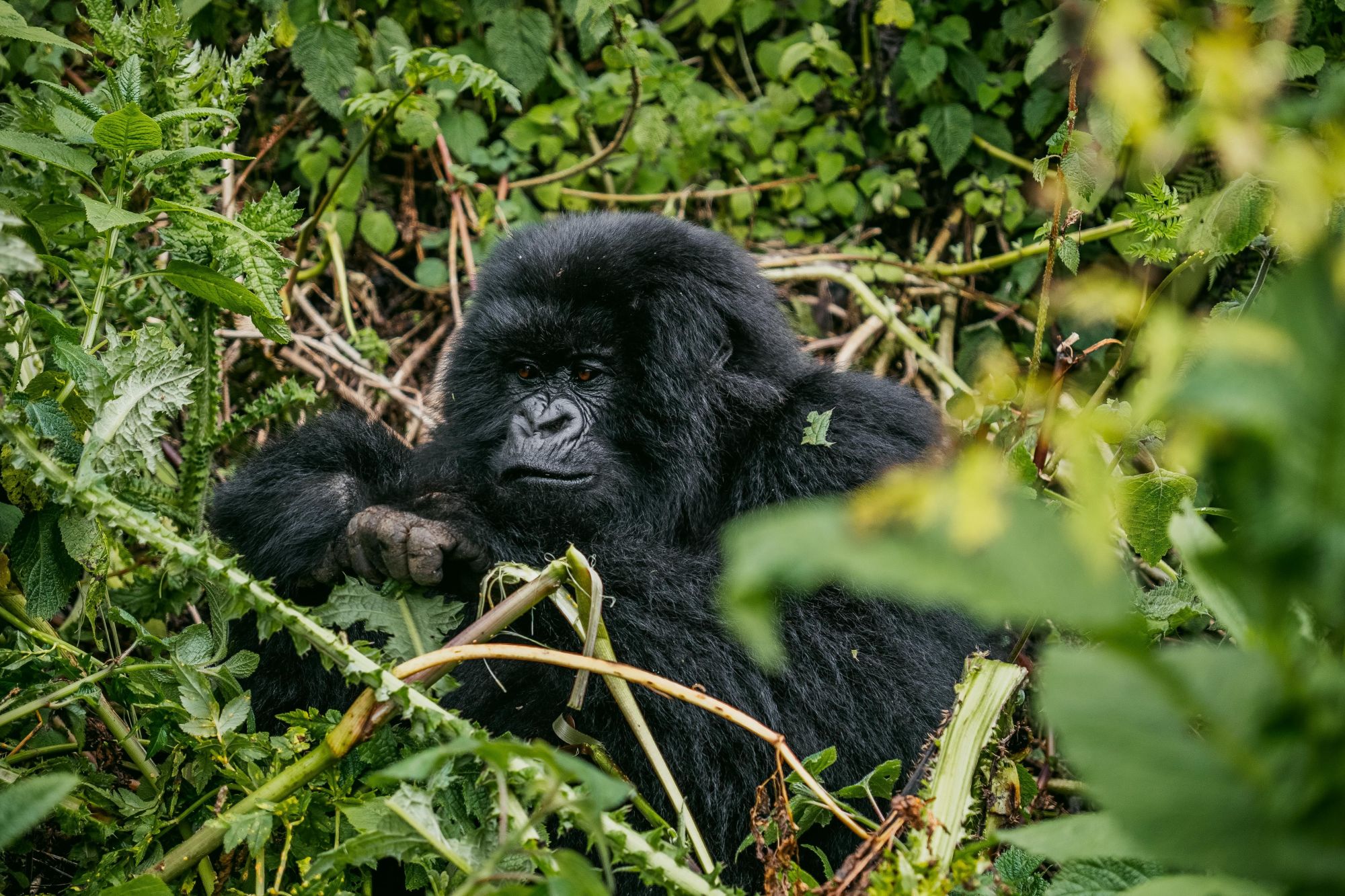 Uganda