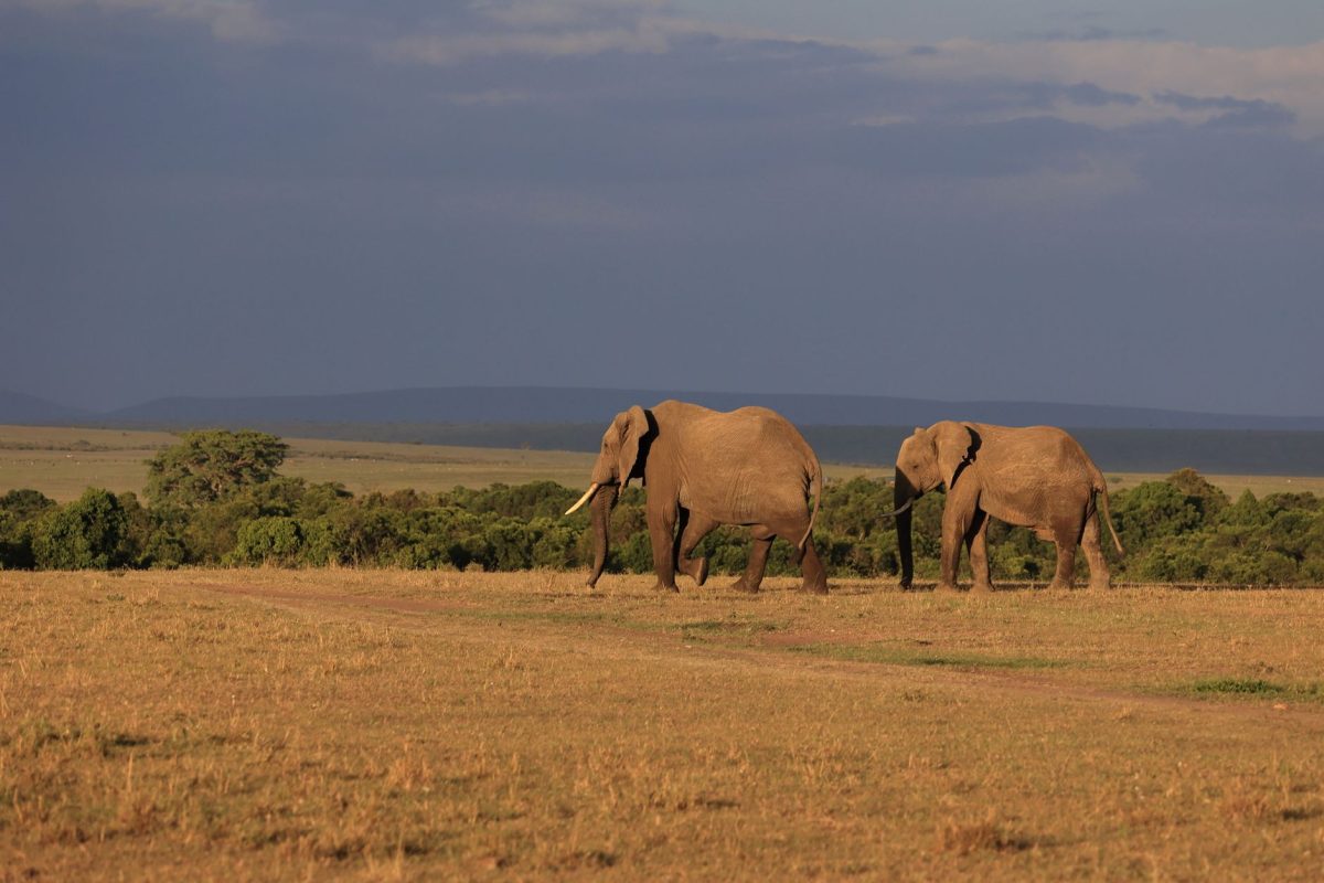 Maasai Mara