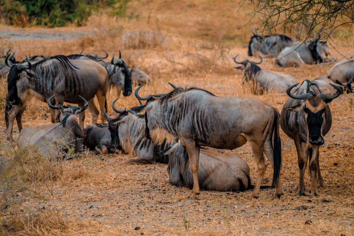 Maasai Mara
