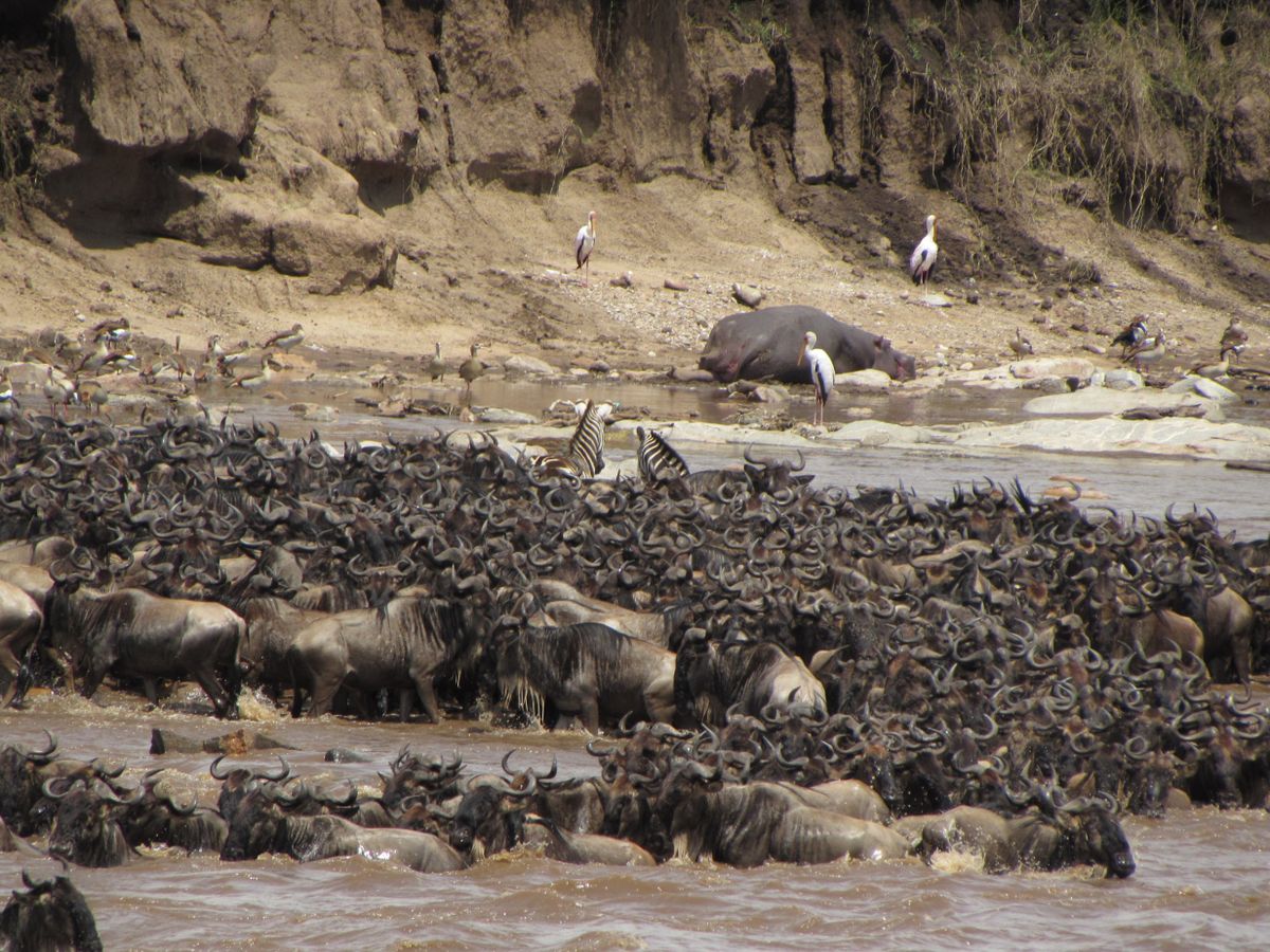 Maasai Mara