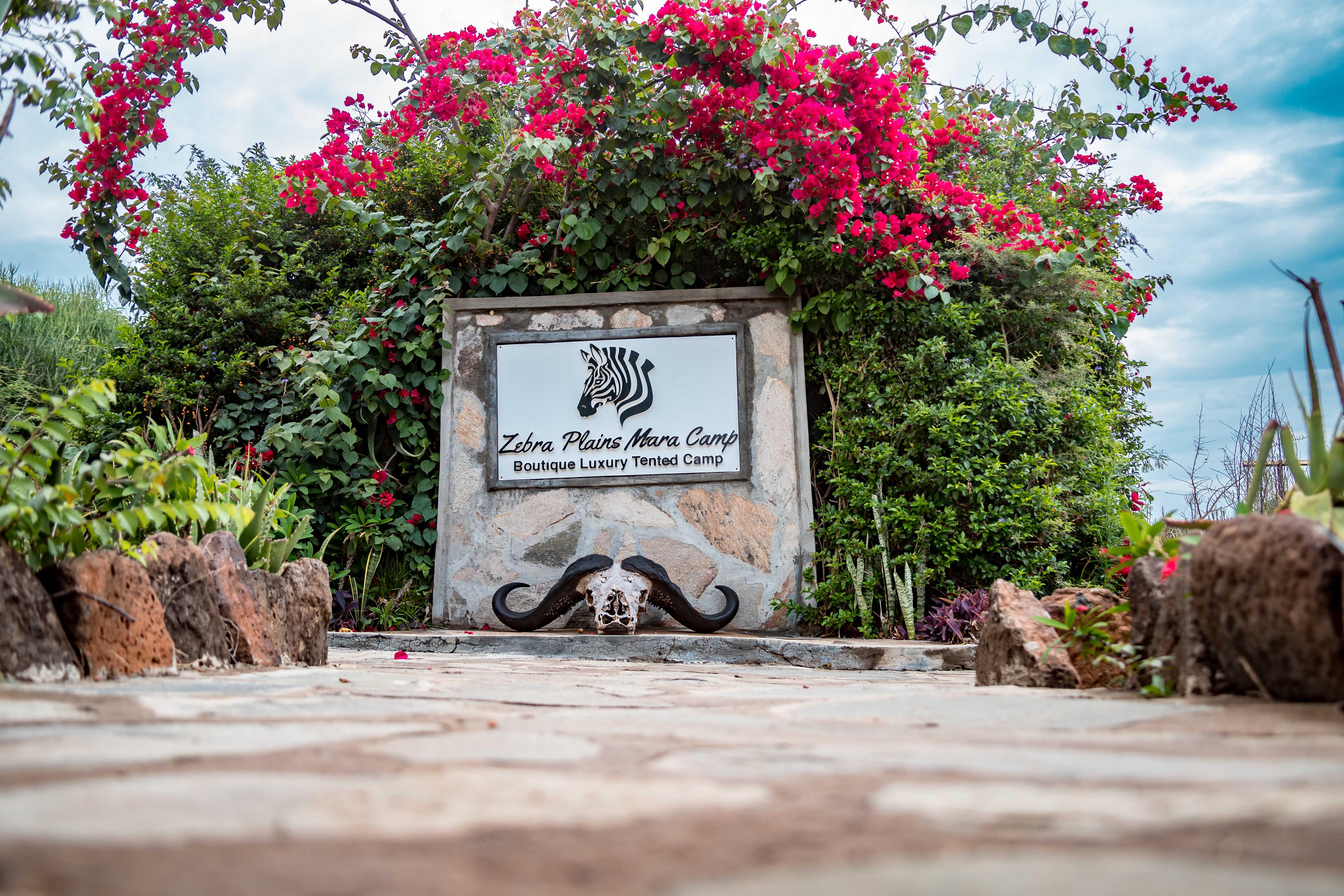 Zebra Plains Mara Camp - Gallery