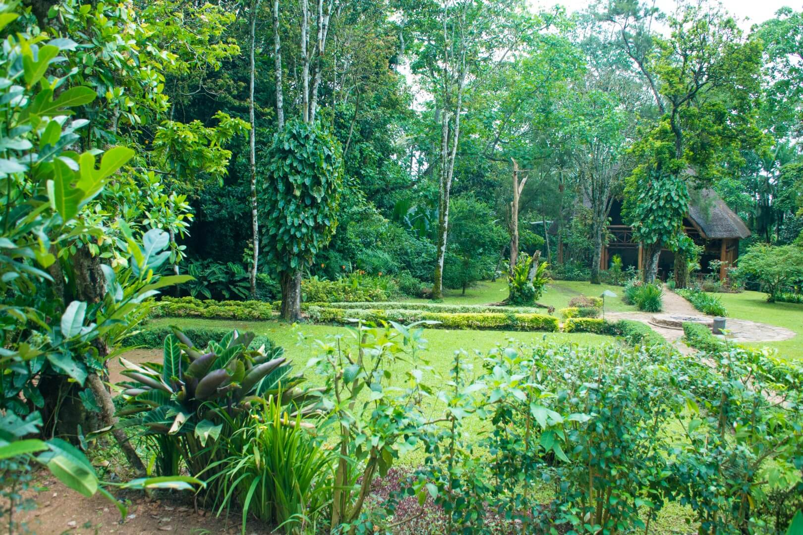 Kibale Forest Camp - Gallery