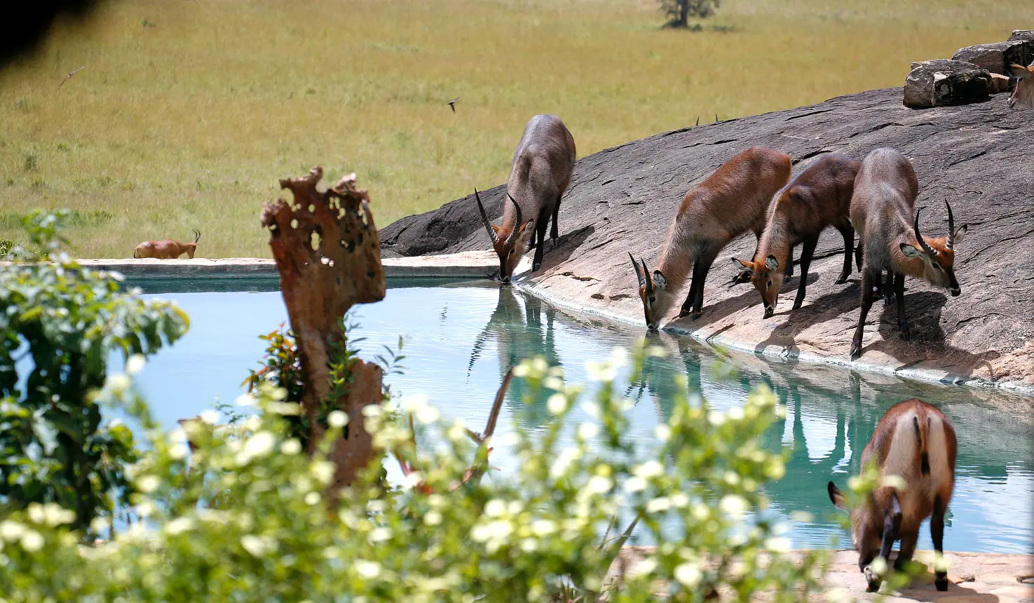 Apoka Safari Lodge - Gallery