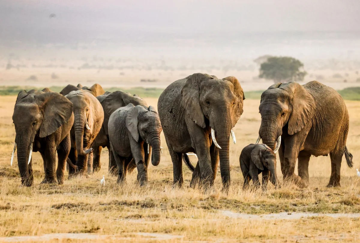 Amboseli